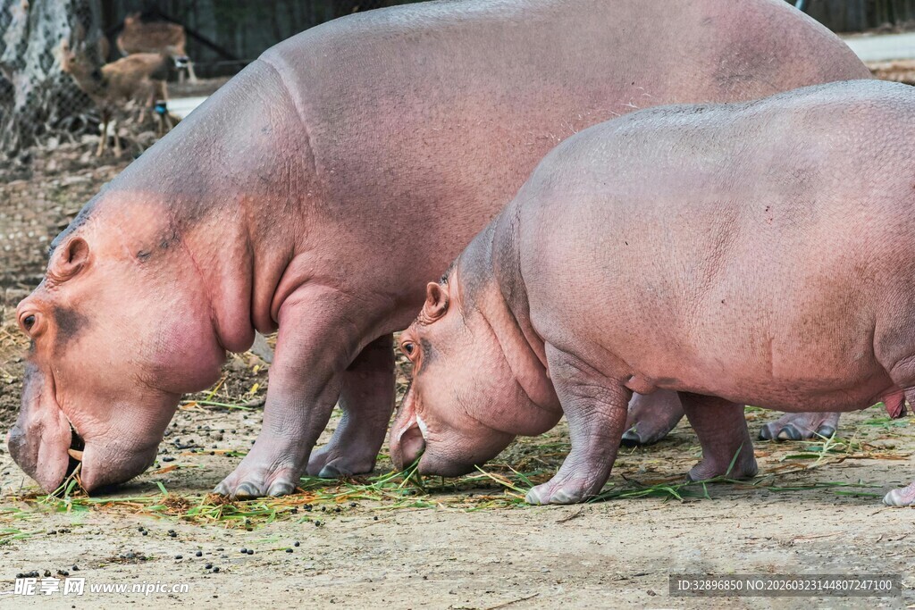 两只河马低头进食
