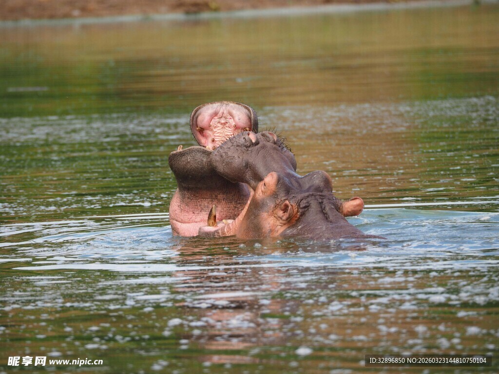 水中嬉戏的河马
