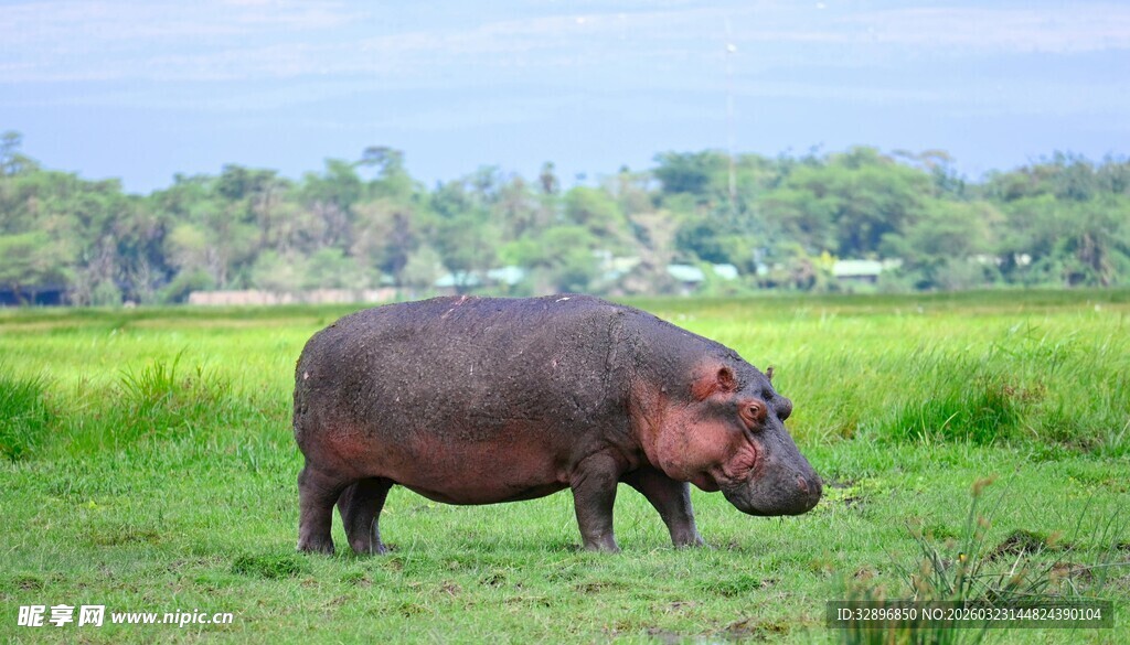 草原上的河马