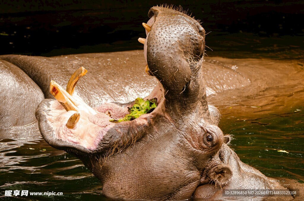 张嘴的河马在水中进食