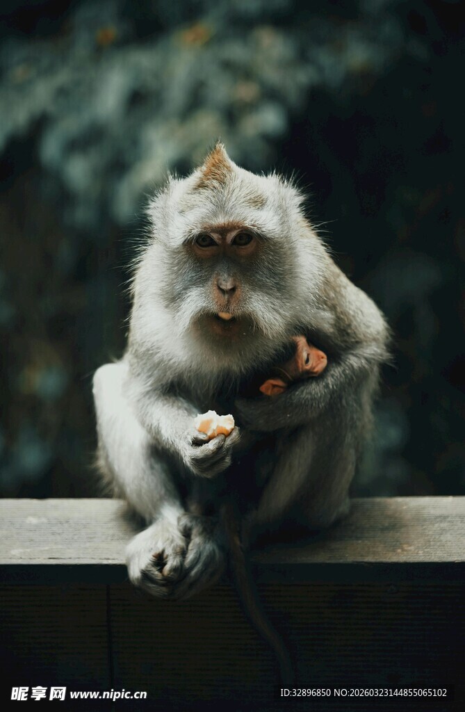 白猴抱果坐于栏杆上