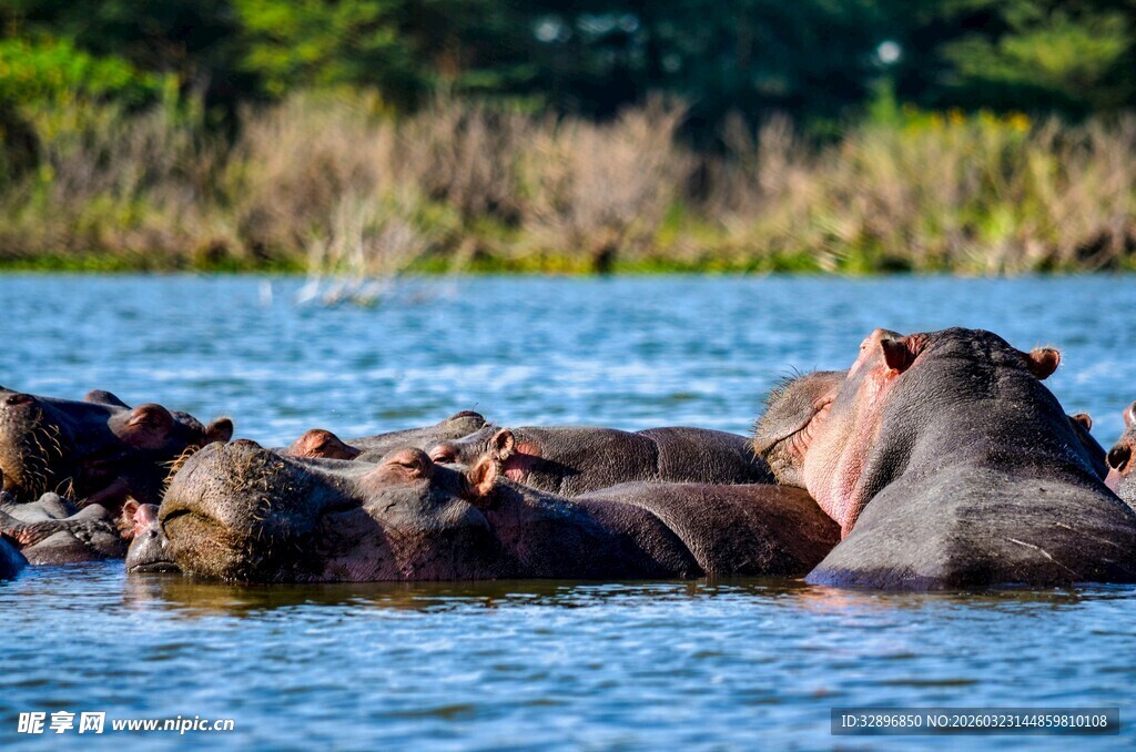 河马群水中休憩