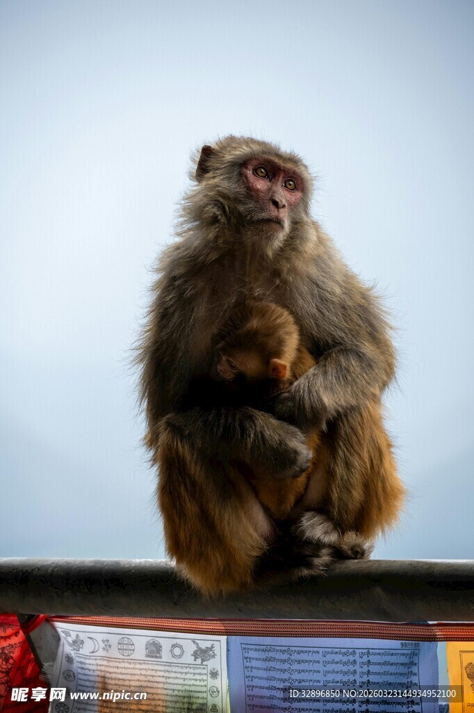 坐于经幡旁的猴子