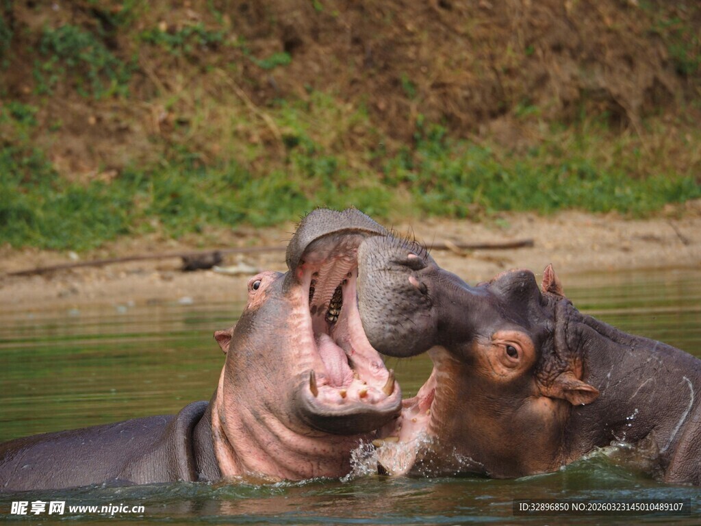 水中嬉戏的河马