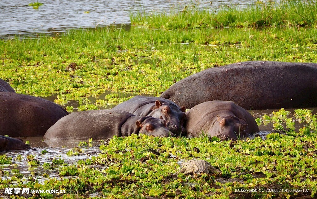 河马群休憩于绿草地