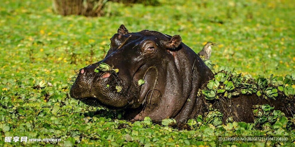 草地上亲昵的两头河马