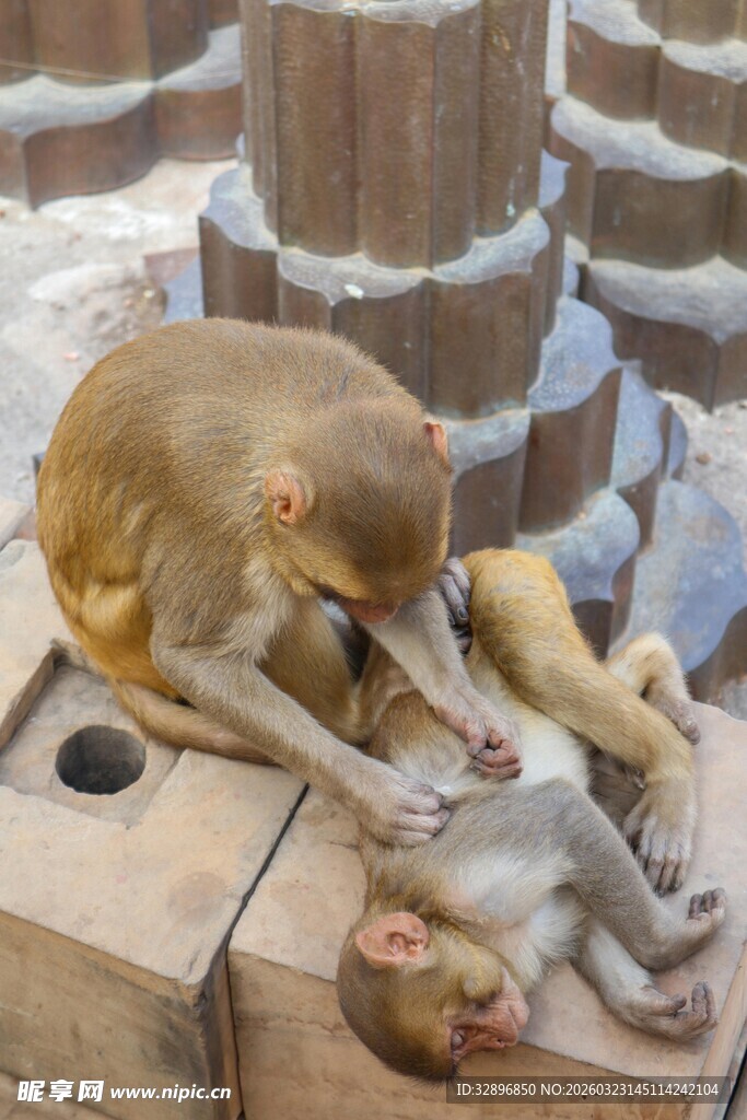 猴子亲昵互动瞬间