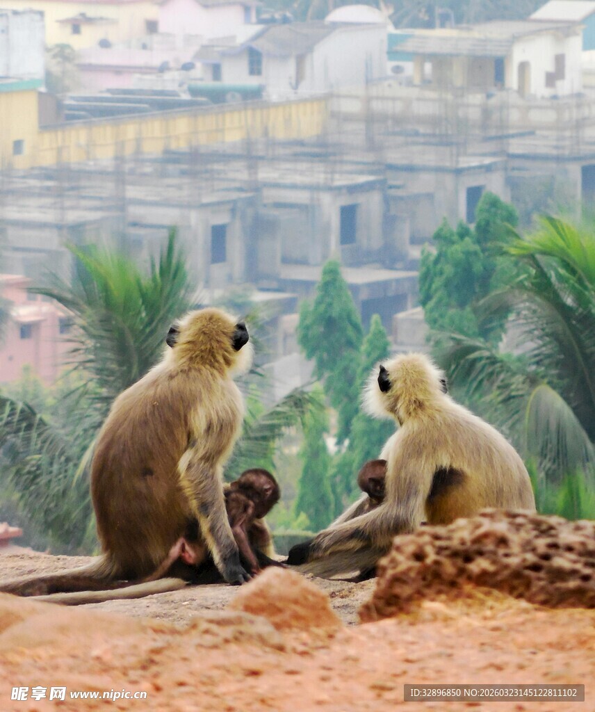 户外三只猕猴互动场景