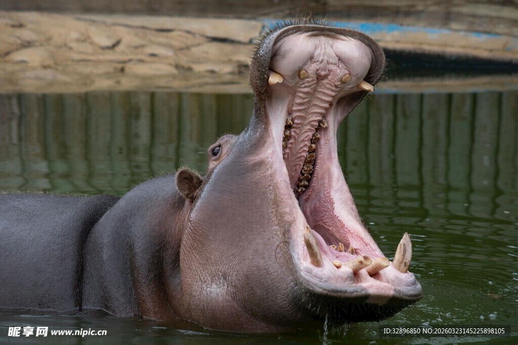 张嘴的河马
