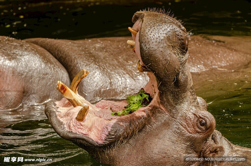 水中河马张嘴展示进食瞬间