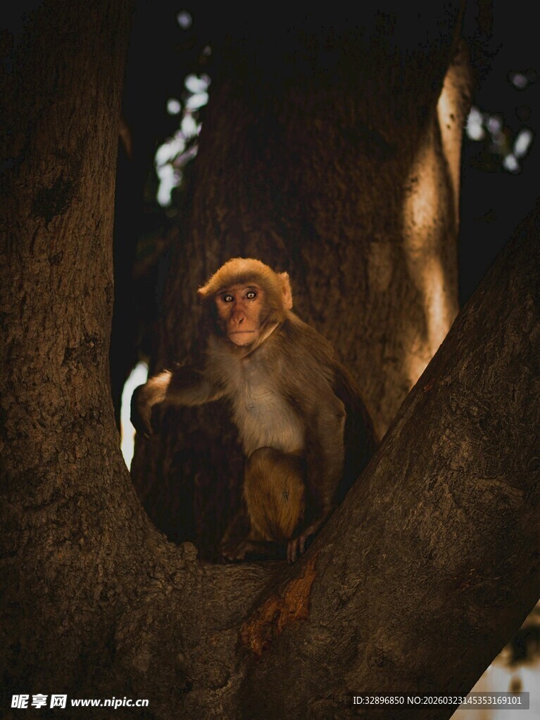 树洞中的猴子