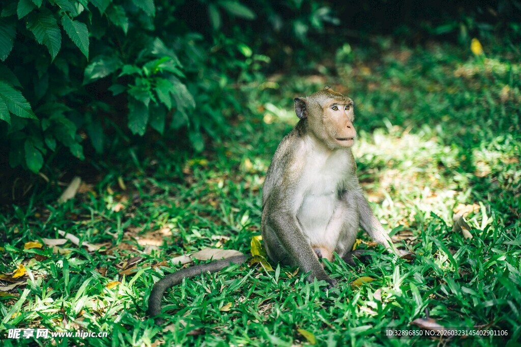 草地上独坐的猴子