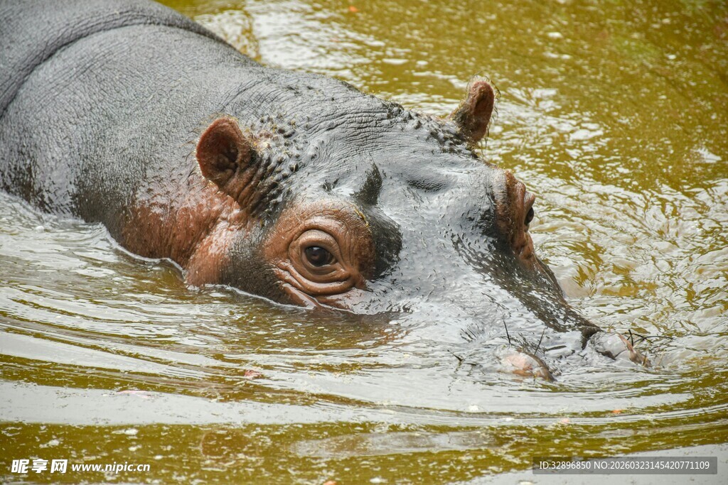 水中的河马头部特写