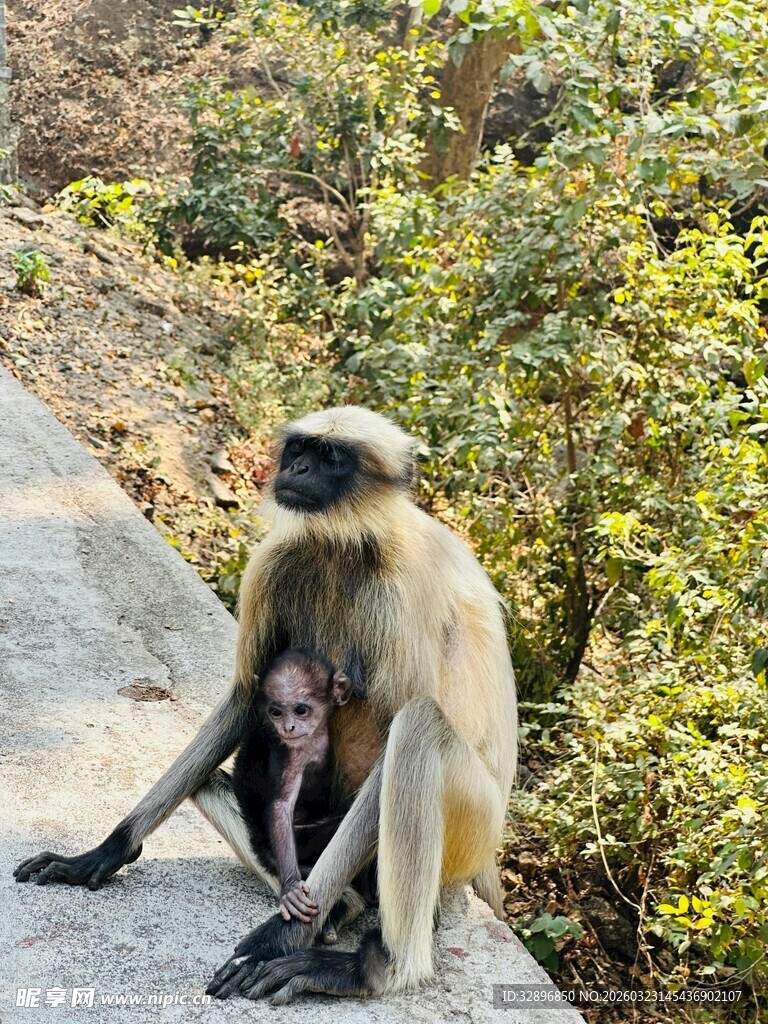 母猴与小猴坐于路旁
