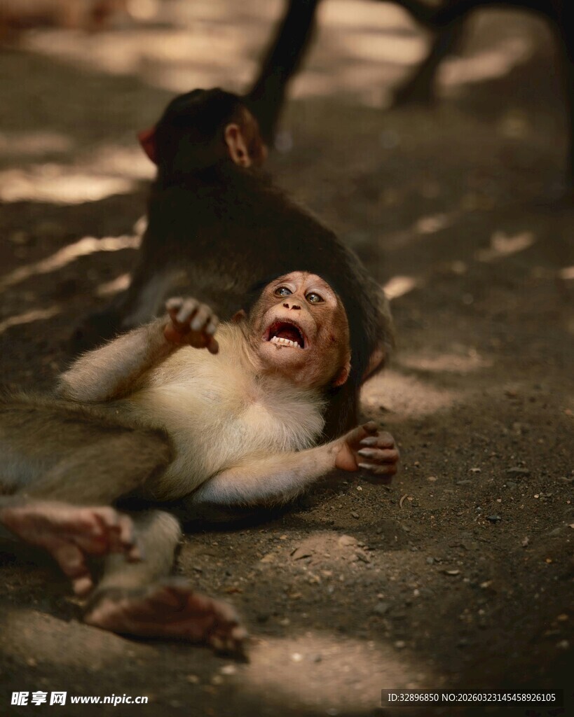 玩耍的小猴与同伴