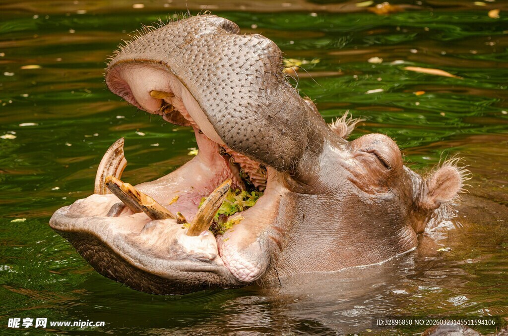 水中张嘴的河马