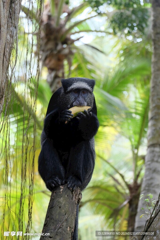 树上的黑色动物