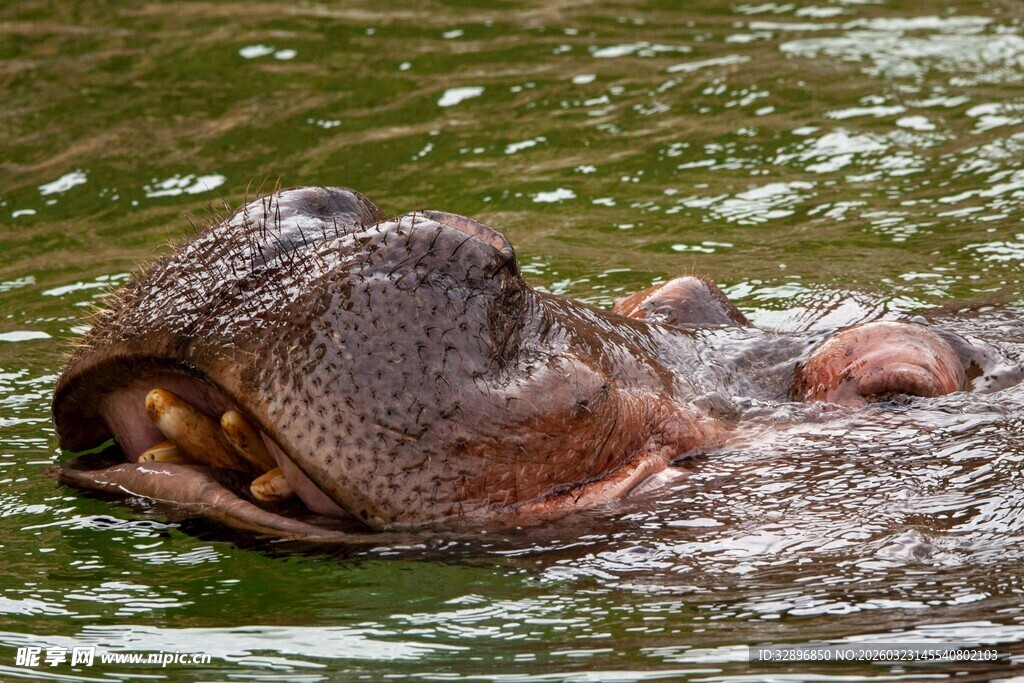 水中的河马张嘴露齿
