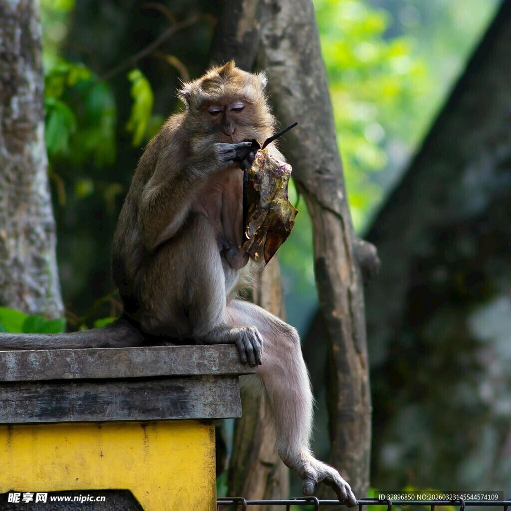 猴子坐台上享用美食