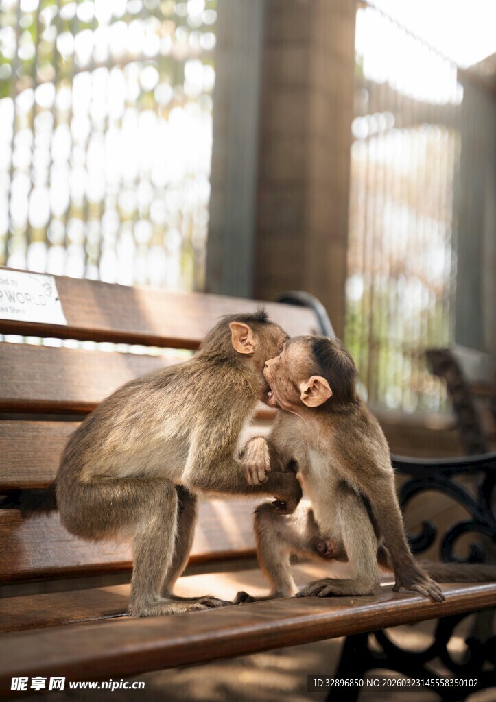 长椅上亲昵互动的两只猴子
