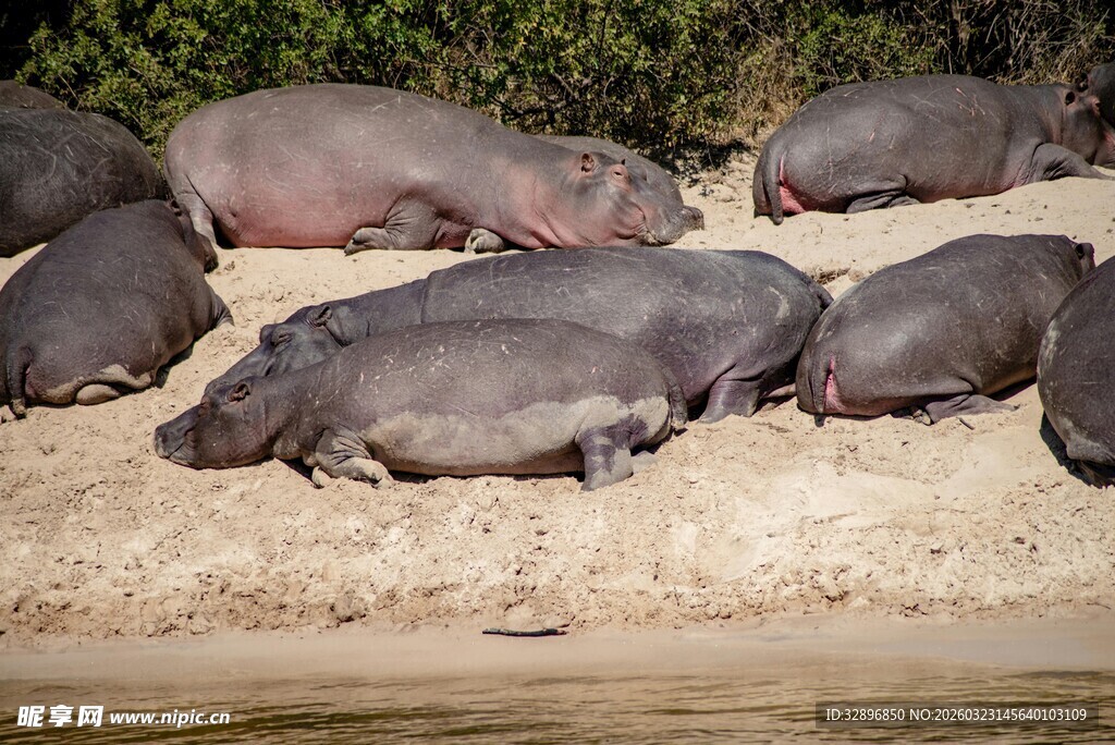 河马群休憩于河岸