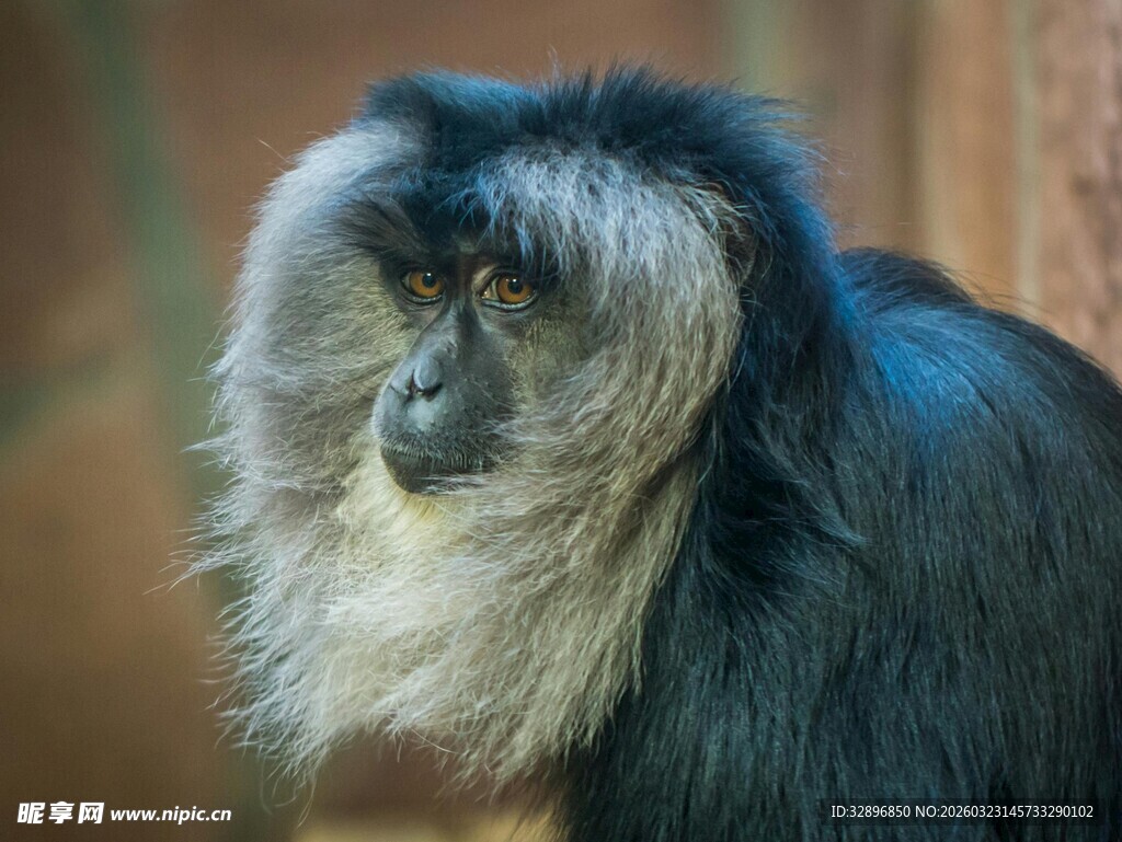 黑白毛发的独特猴子