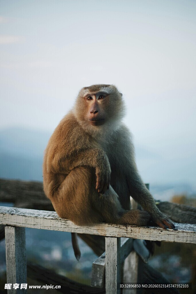 栏杆上的猴子