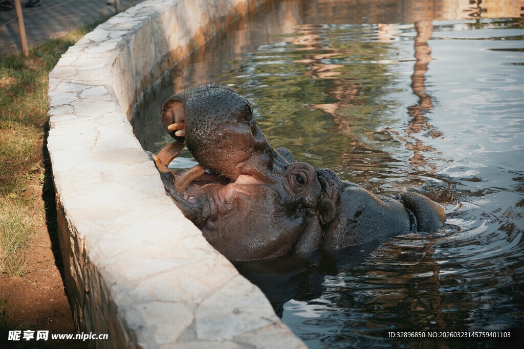 河马在水池中休憩