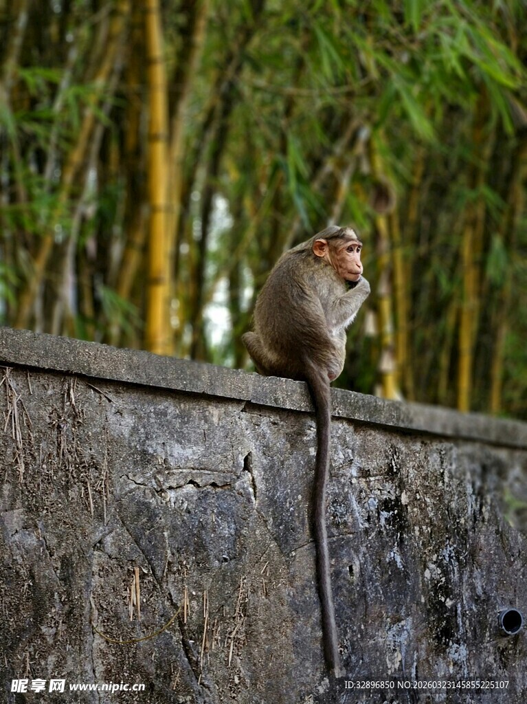 石墙上的猴子