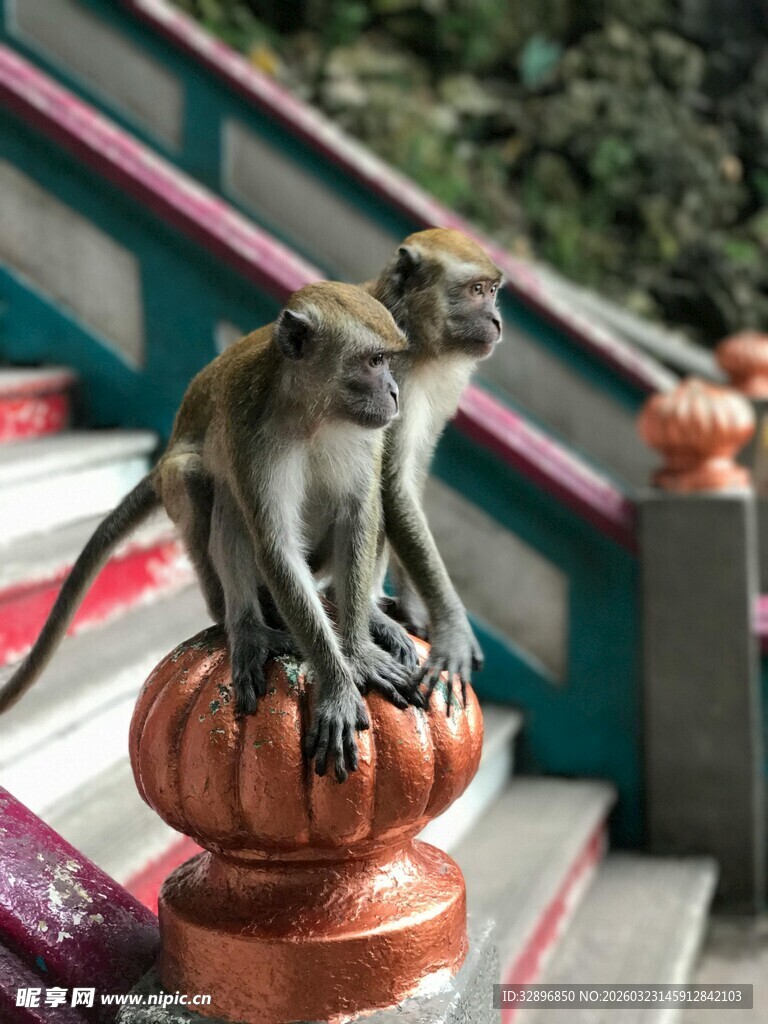 猴子立于楼梯装饰上