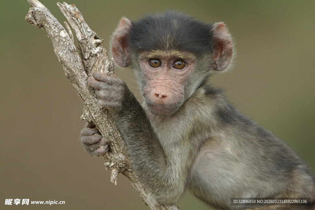 抓着树枝的小猴子