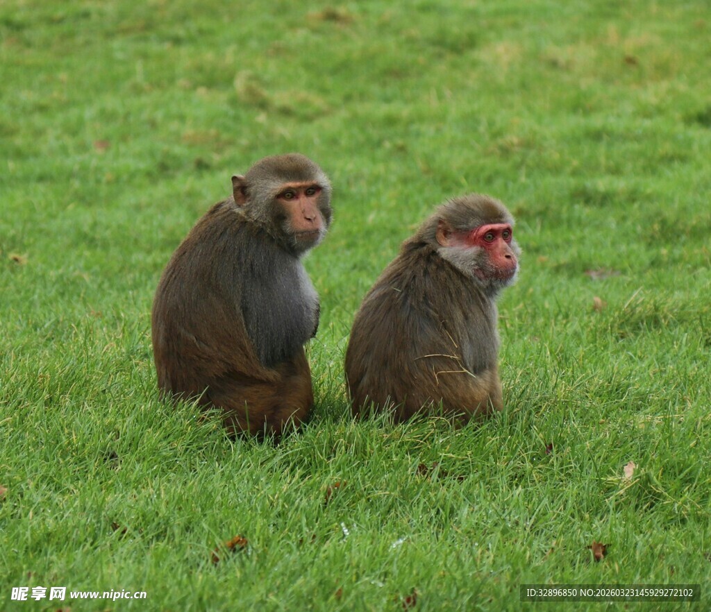 草地上的两只猴子