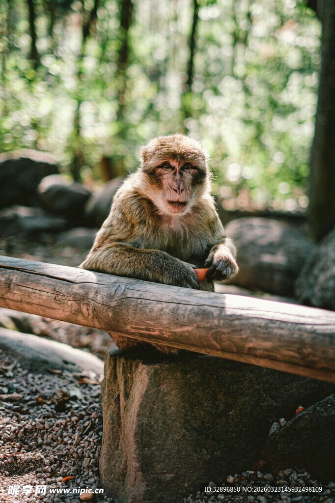 林中猴子倚木休憩