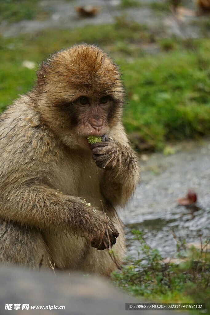 猴子专注进食瞬间
