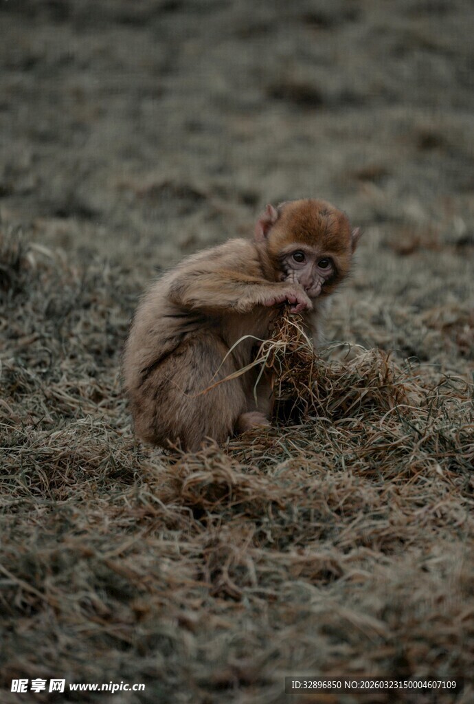 野外蹲坐的小猴