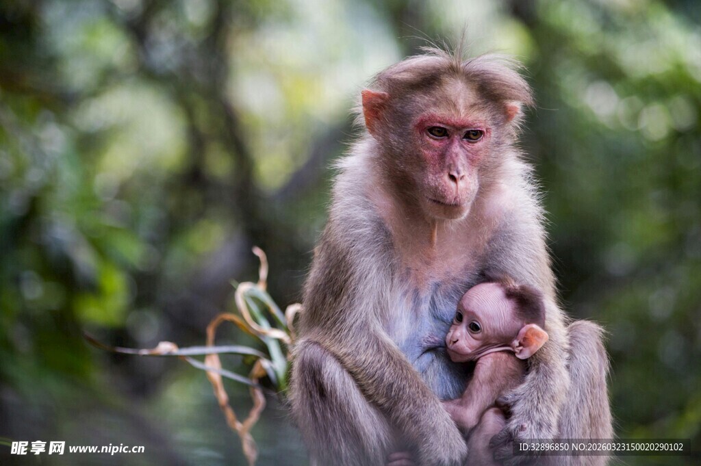 母猴怀抱小猴温馨一刻