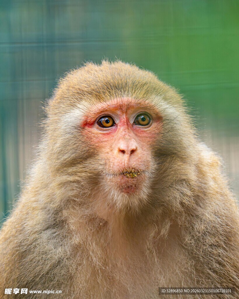 可爱猕猴特写