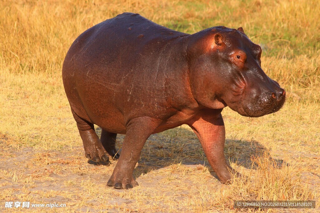 草原上行走的河马