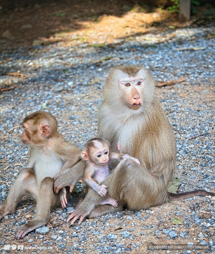 猴母子温馨相处画面