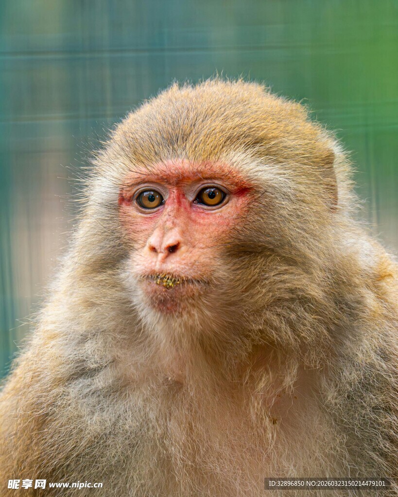 可爱猕猴特写