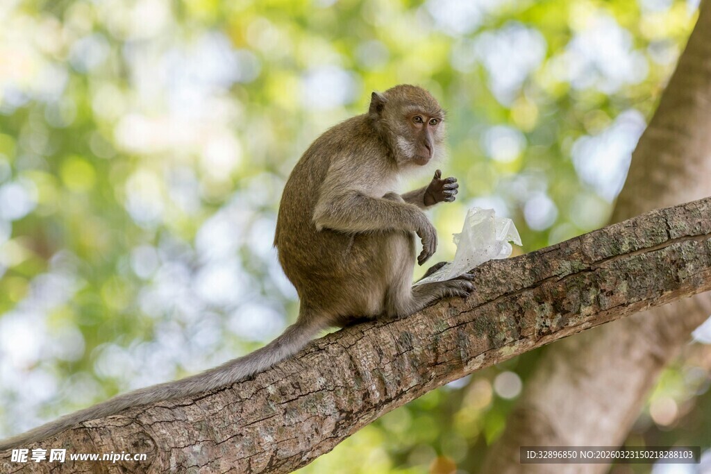 树枝上的猴子