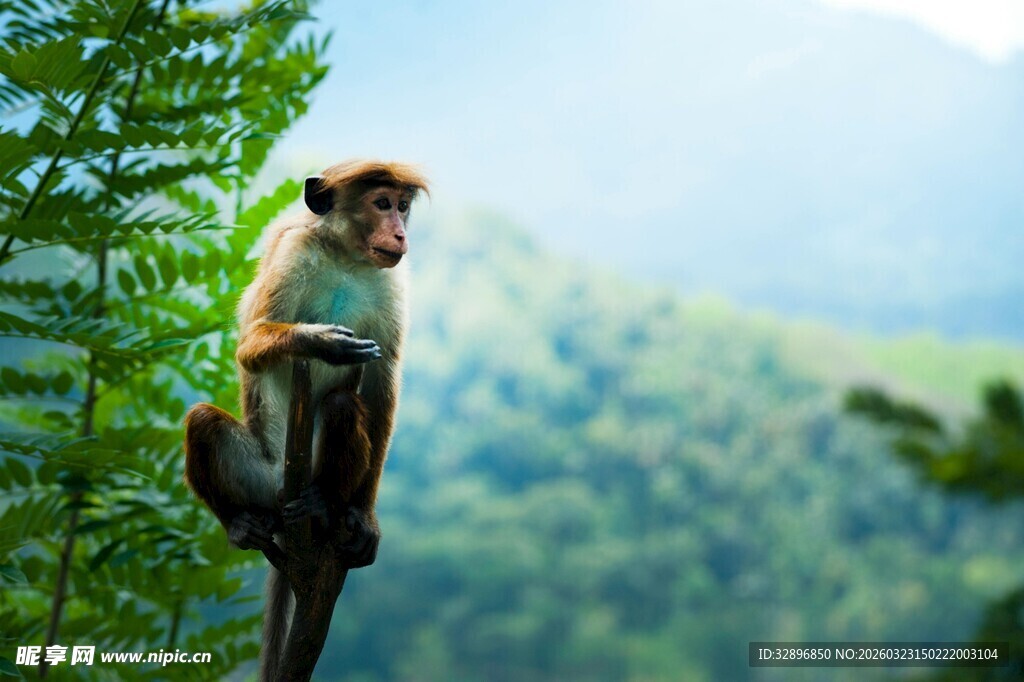 枝头小猴青山绿意相伴