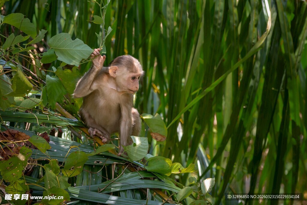 林间小猴独坐绿植间