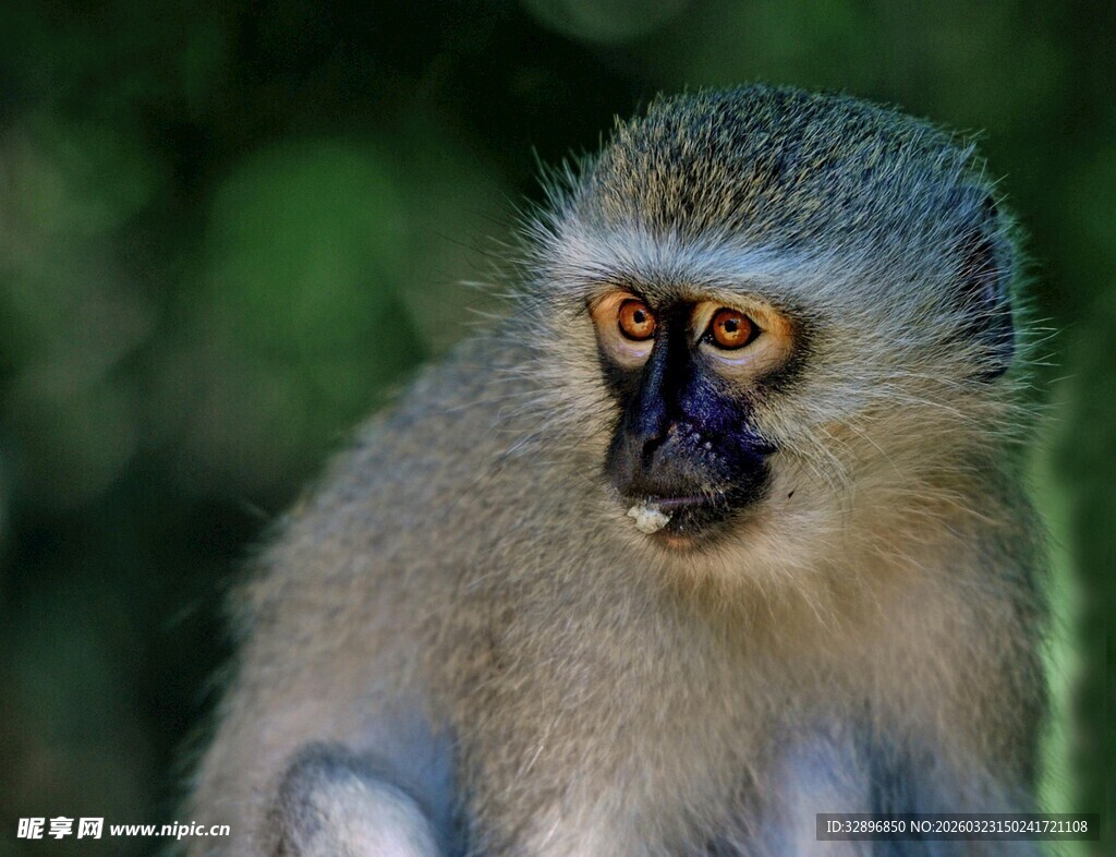 可爱的猴子特写