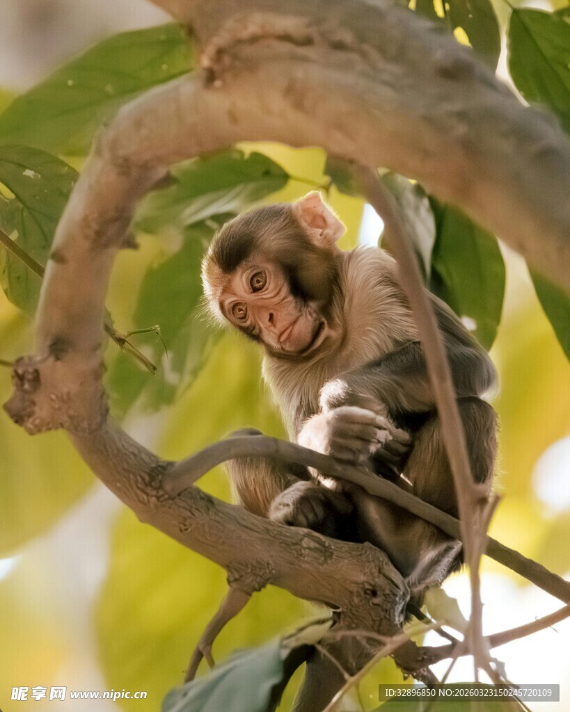 树枝上的可爱小猴