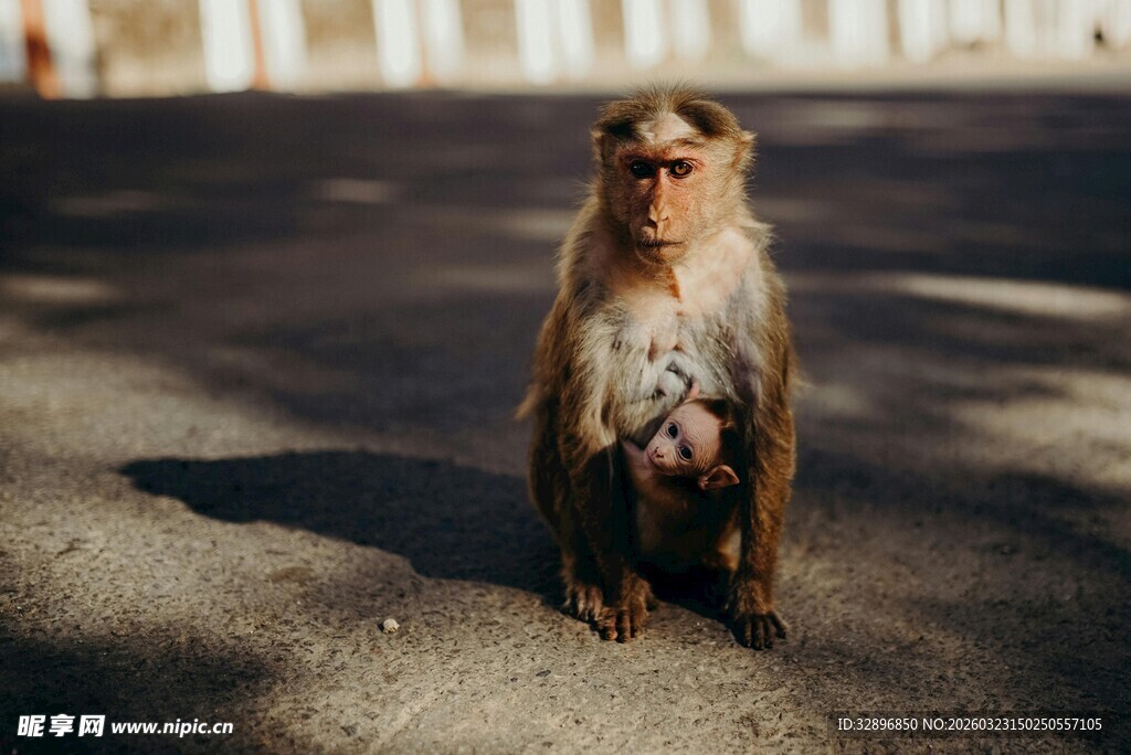 路边蹲坐的猴子