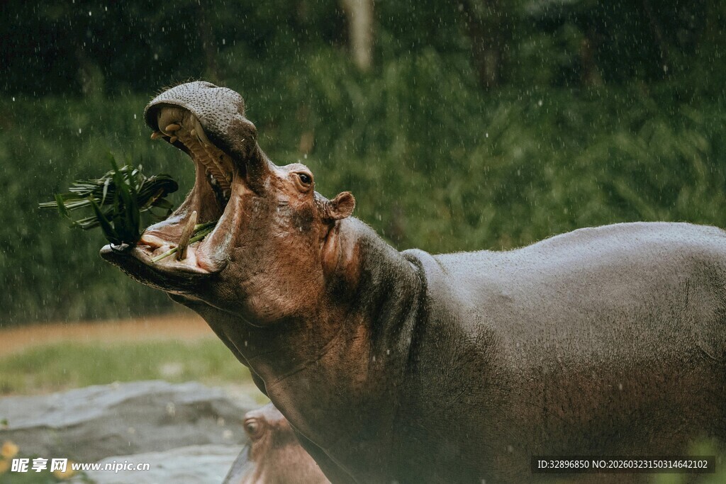 张嘴进食的河马