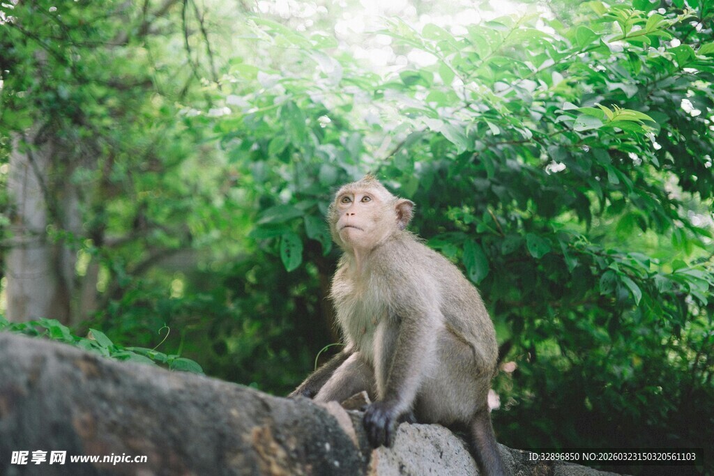 石上坐立的林间猴子
