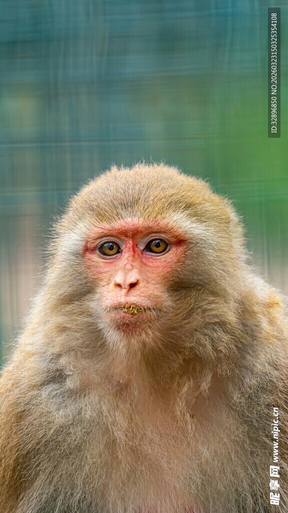 可爱猴子特写