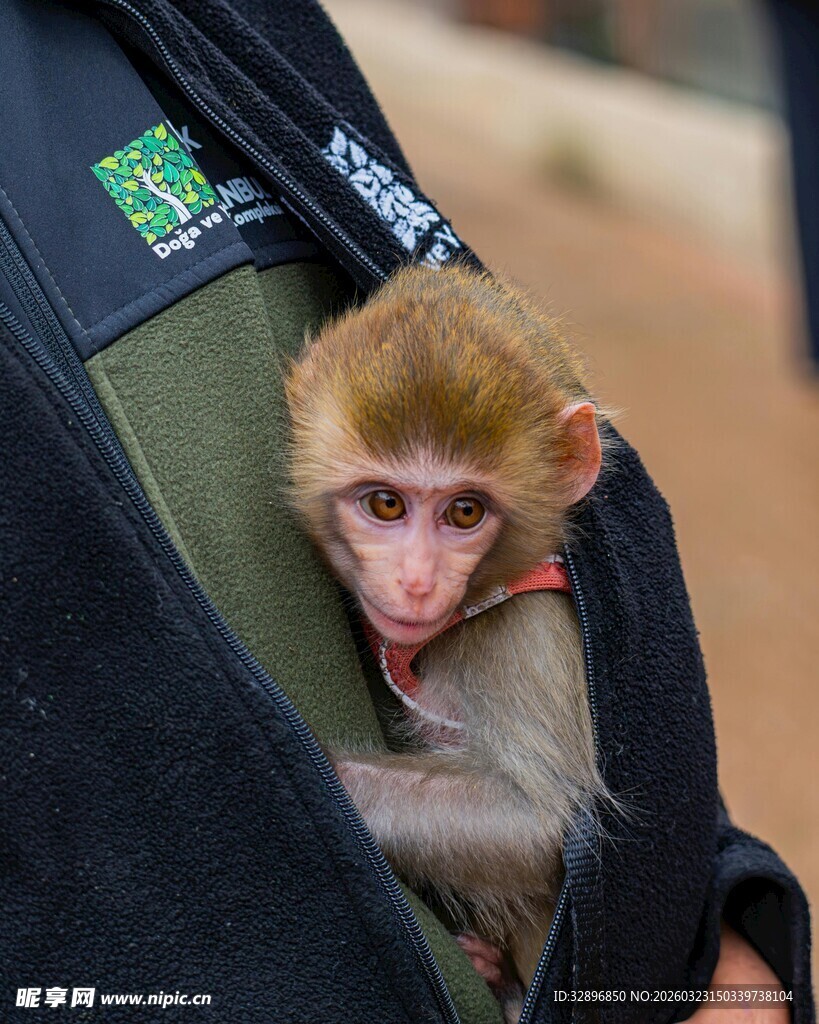 口袋里的小猴子